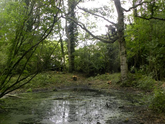 First tree work3