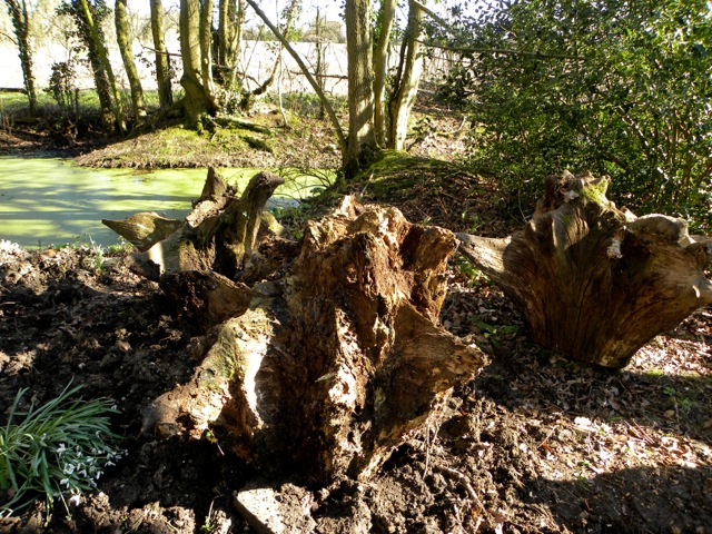 Wood stumpery-4