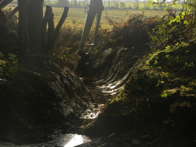 Woodland Ditches Tim Woolnaugh-3