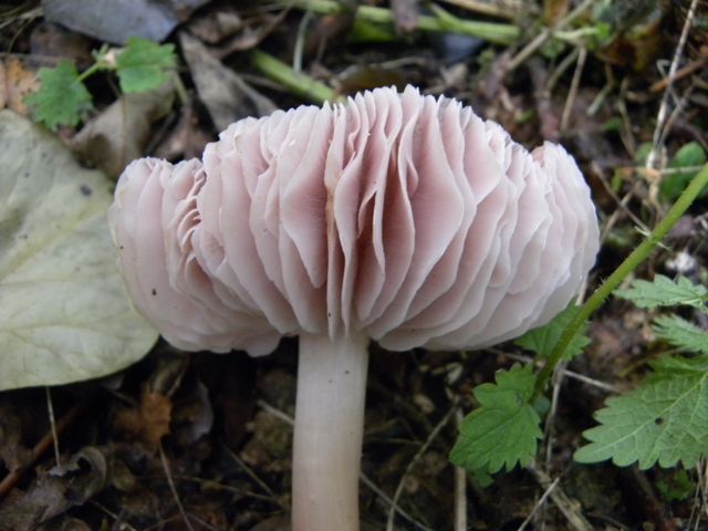 2014 11Fungi Sweet Poisonpie