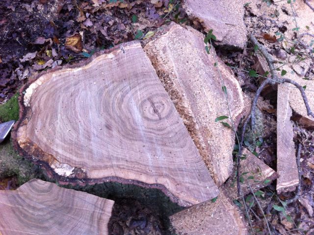 2014 12 Wood felling oaks - Magnificent dead-2