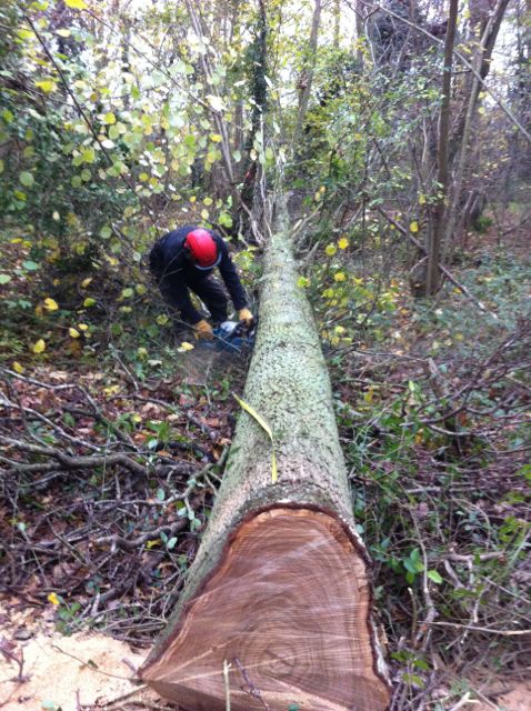 2014 12 Wood felling oaks - Magnificent dead-3