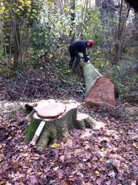 2014 12 Wood felling oaks - Magnificent dead