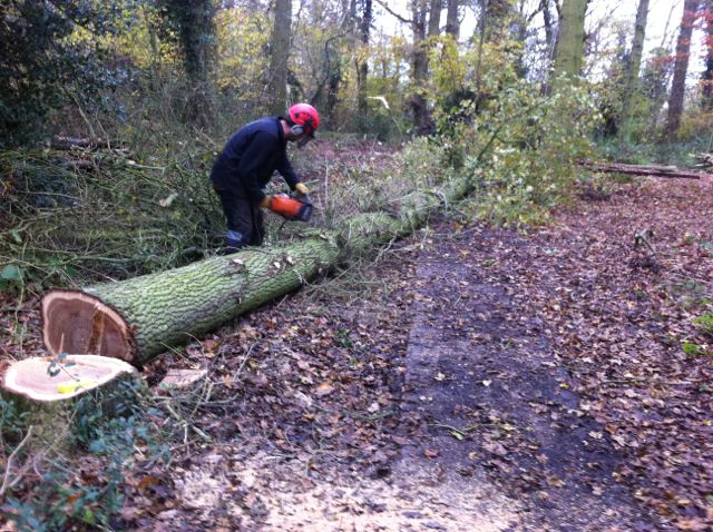 2014 12 Wood felling oaks - Unfortunate