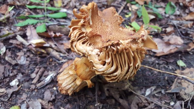 45 Fungi