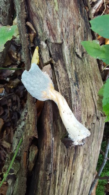 02 Lowestoft Field Group Fungi