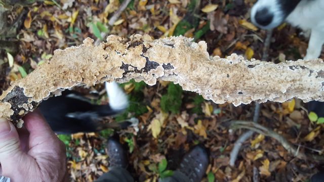 03 Lowestoft Field Group Fungi