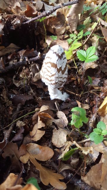 05 Lowestoft Field Group Fungi