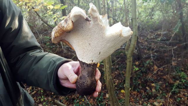 12 Lowestoft Field Group Fungi