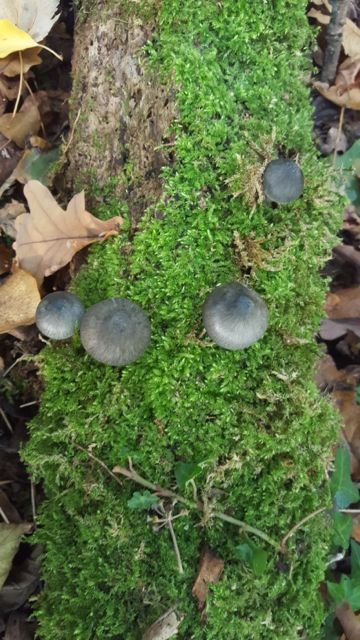13 Lowestoft Field Group Fungi