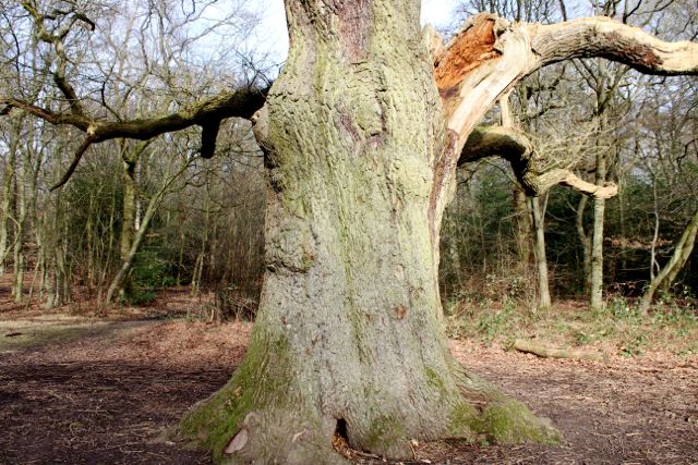 Grimstons oak-2