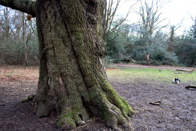 Grimstons oak