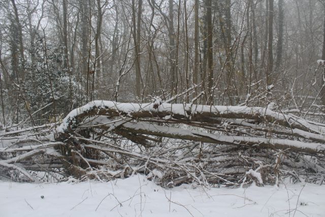 snow woodland-13