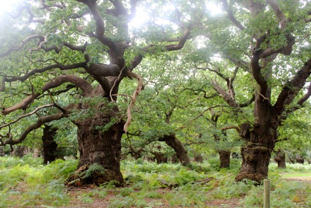 Staverton Sticks-10