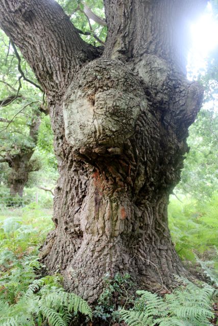 Staverton Sticks-13
