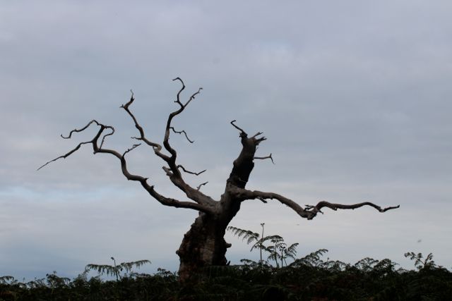 Staverton Sticks-14