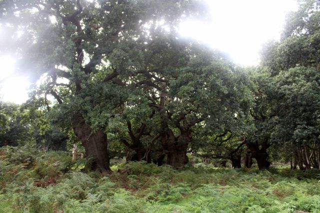 Staverton Sticks-2