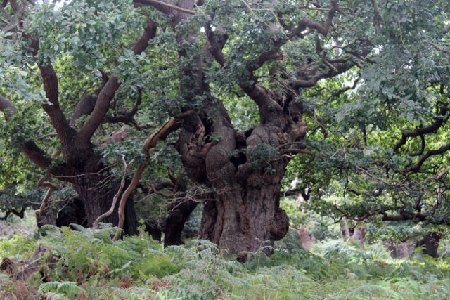 Staverton Sticks-3