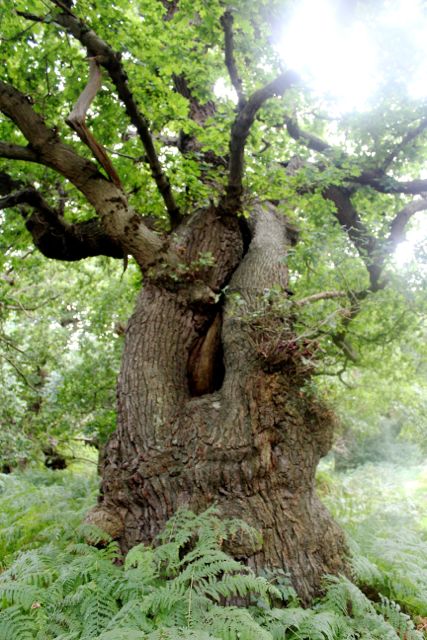 Staverton Sticks-8
