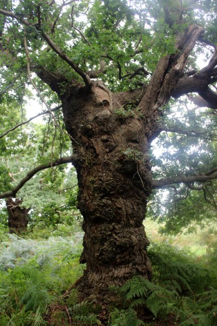 Staverton Sticks-9