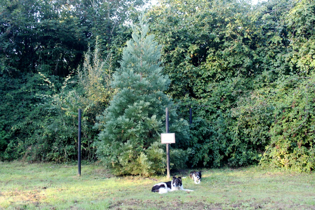02 Halesworth Heritage Trees - Giant Redwood 2019
