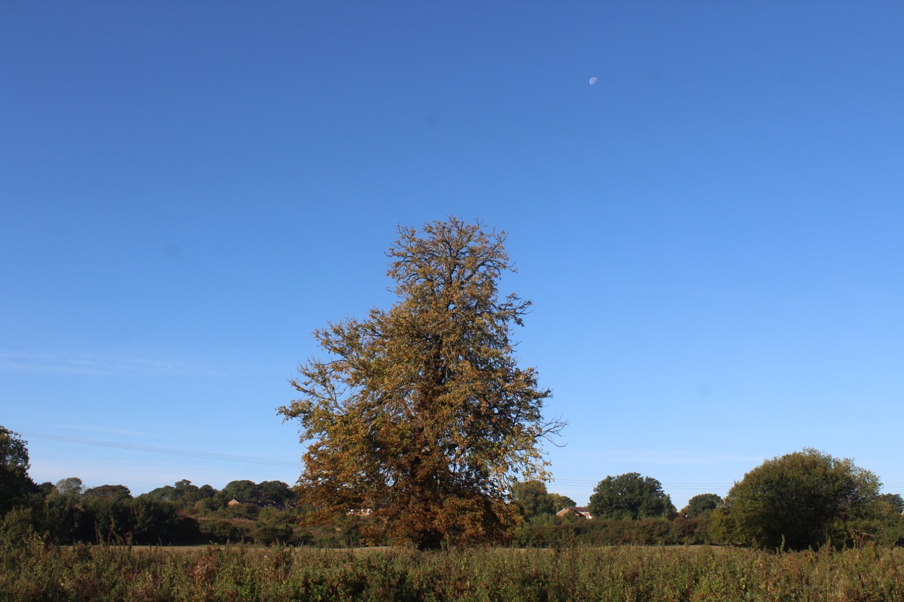 09 Halesworth Heritage Trees-2