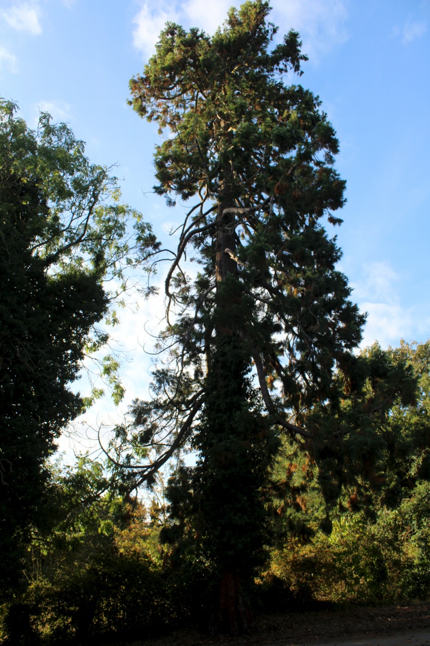 18 Halesworth Heritage Trees Cemetery Giant Redwood
