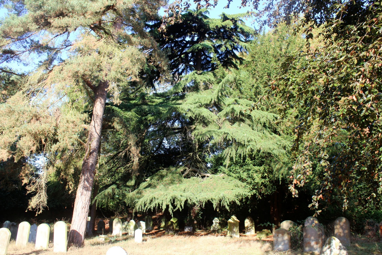 21 Halesworth Heritage Trees Cemetery Cedar etc-2