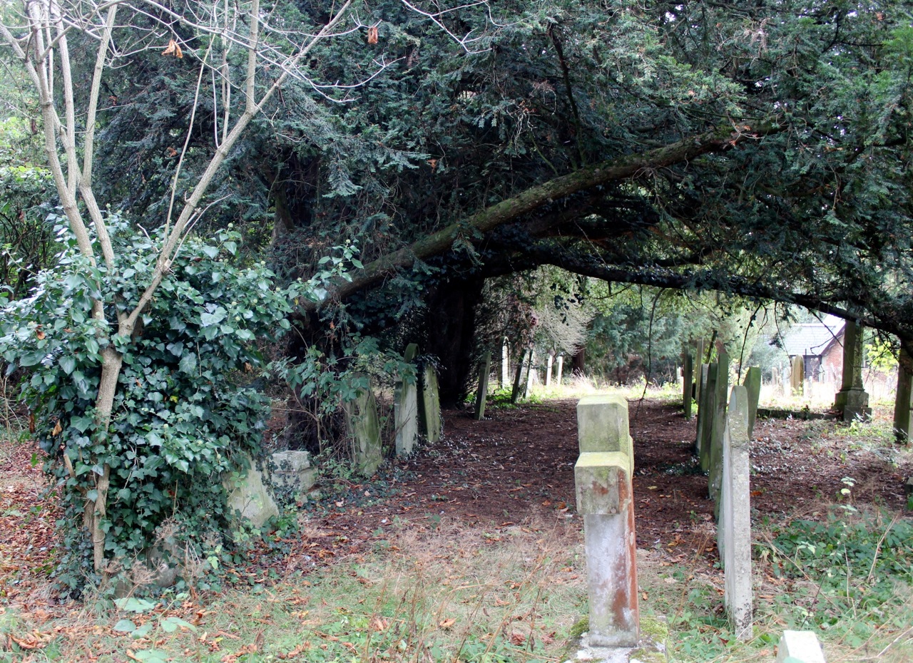 23 Halesworth Heritage Trees Cemetery Cedar Yew