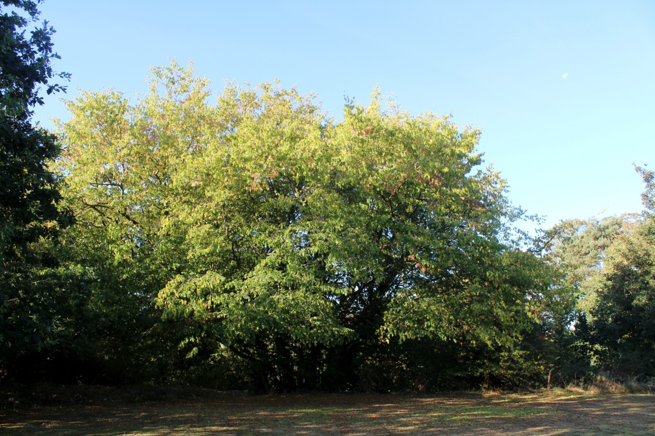 24 Halesworth Heritage Trees Cemetery Hornbeam-2