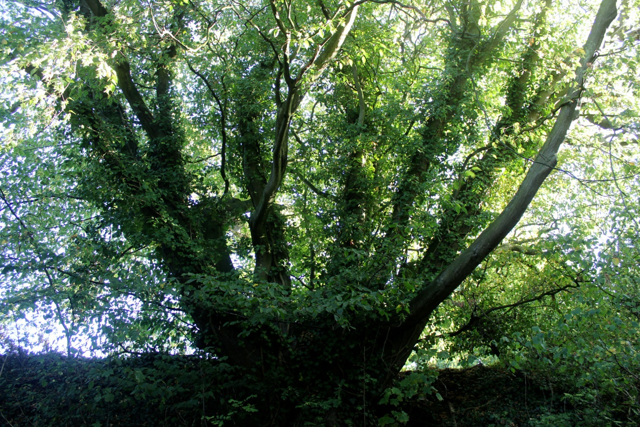 24 Halesworth Heritage Trees Cemetery Hornbeam