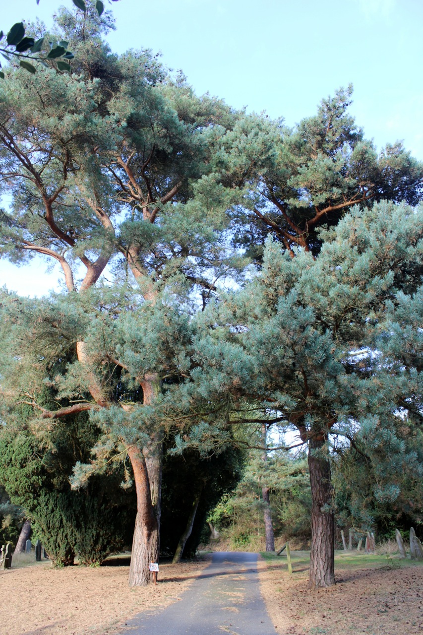 25 Halesworth Heritage Trees Cemetery Evergreen Scots
