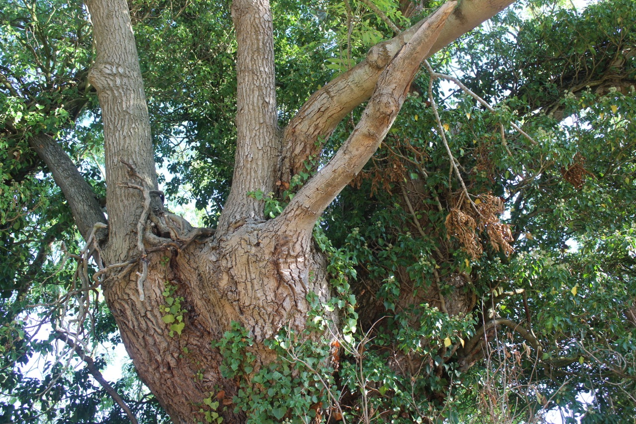 26 Halesworth Heritage Trees Cemetery Ash Pollard-2