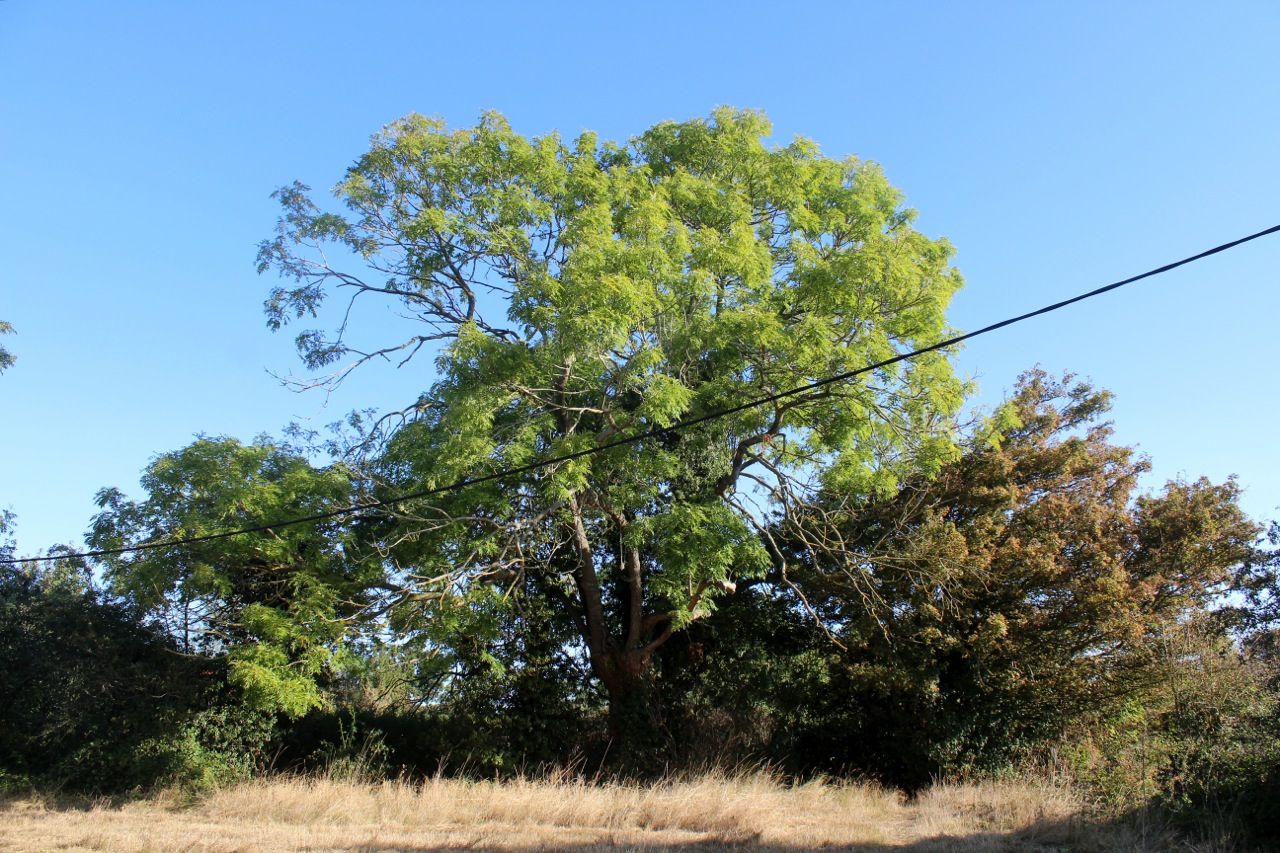 26 Halesworth Heritage Trees Cemetery Ash Pollard