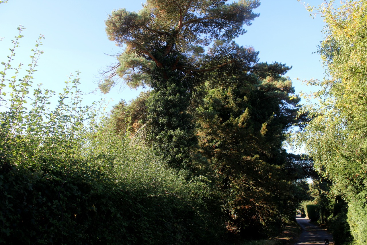 27 Halesworth Heritage Trees Cemetery Scots