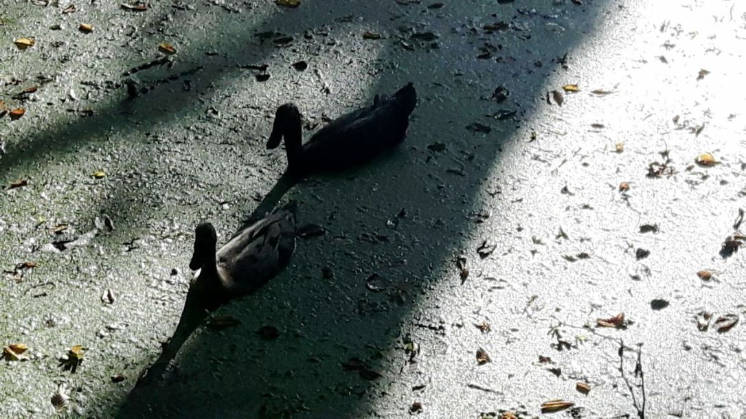 Runner Ducks