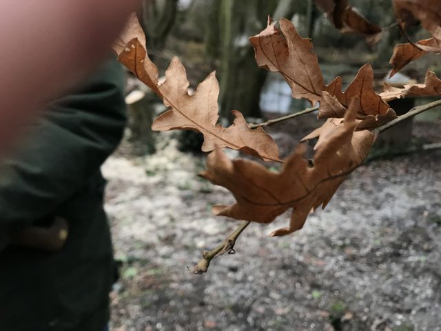 Coppicing-10
