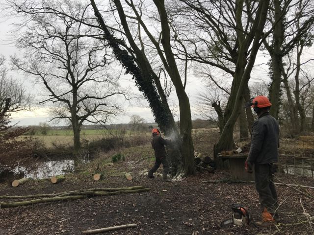 Coppicing-2