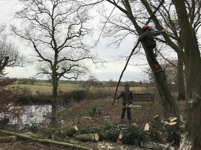 Coppicing-4