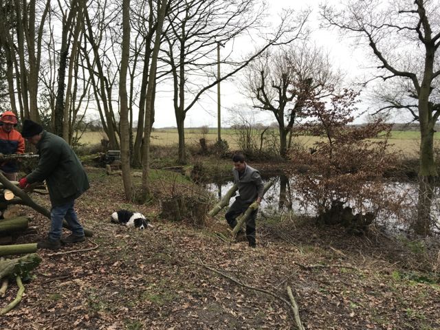 Coppicing-5