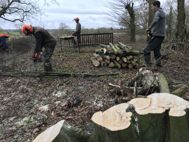 Coppicing-6