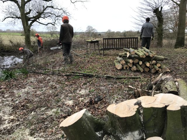 Coppicing-7