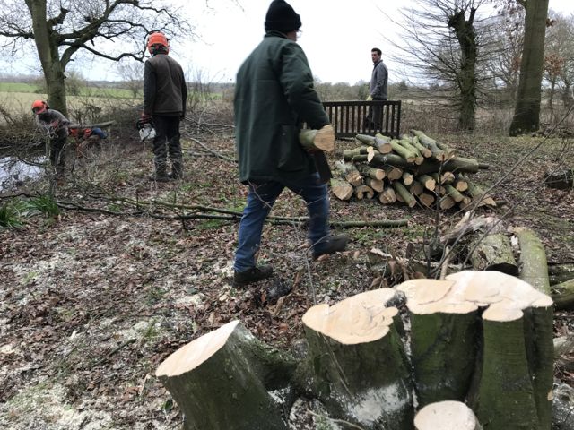 Coppicing-8