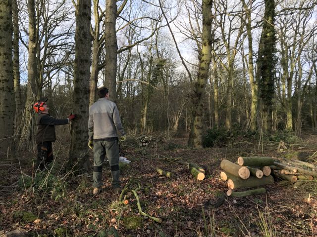 Coppicing day 2-7