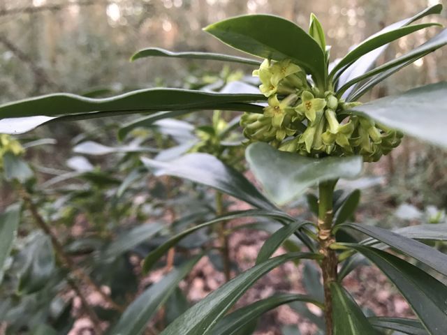 Woodland Daphne