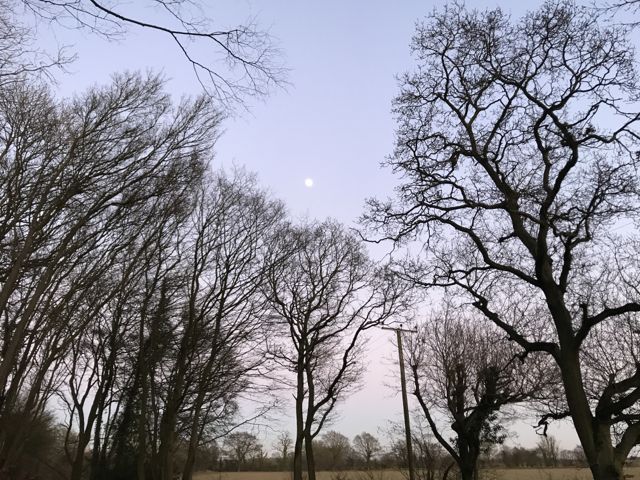 Woodland Moon