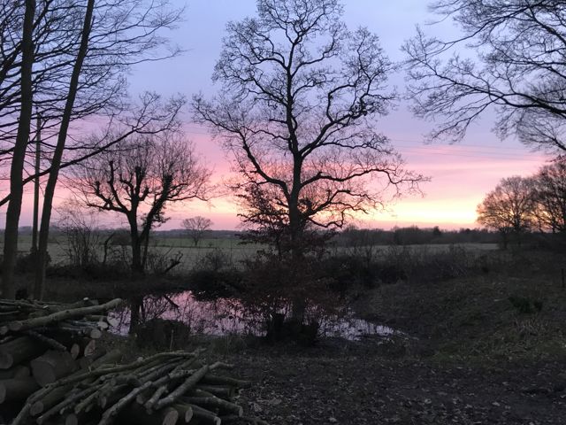 Woodland Morning Evening