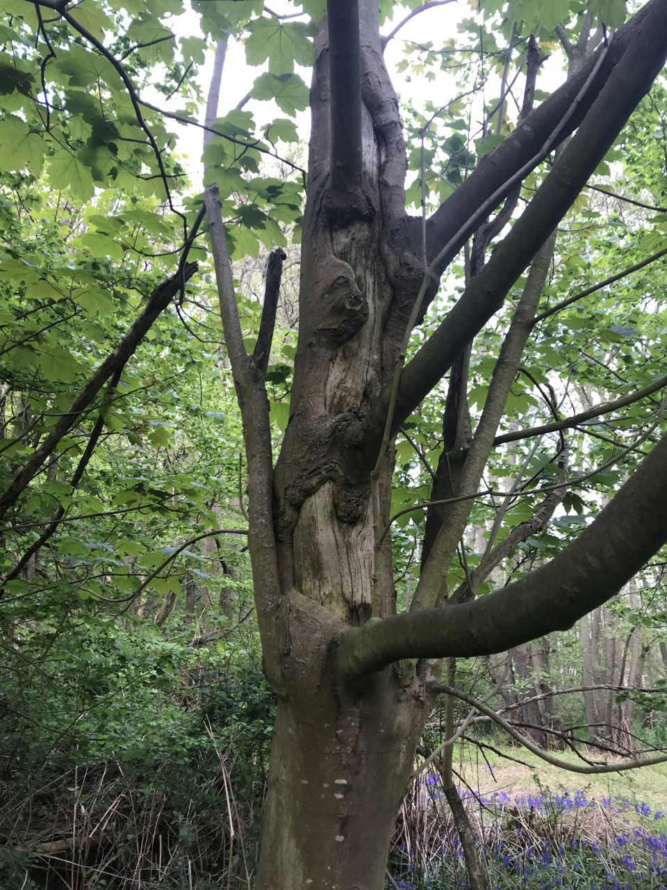 Frostenden Wood-10
