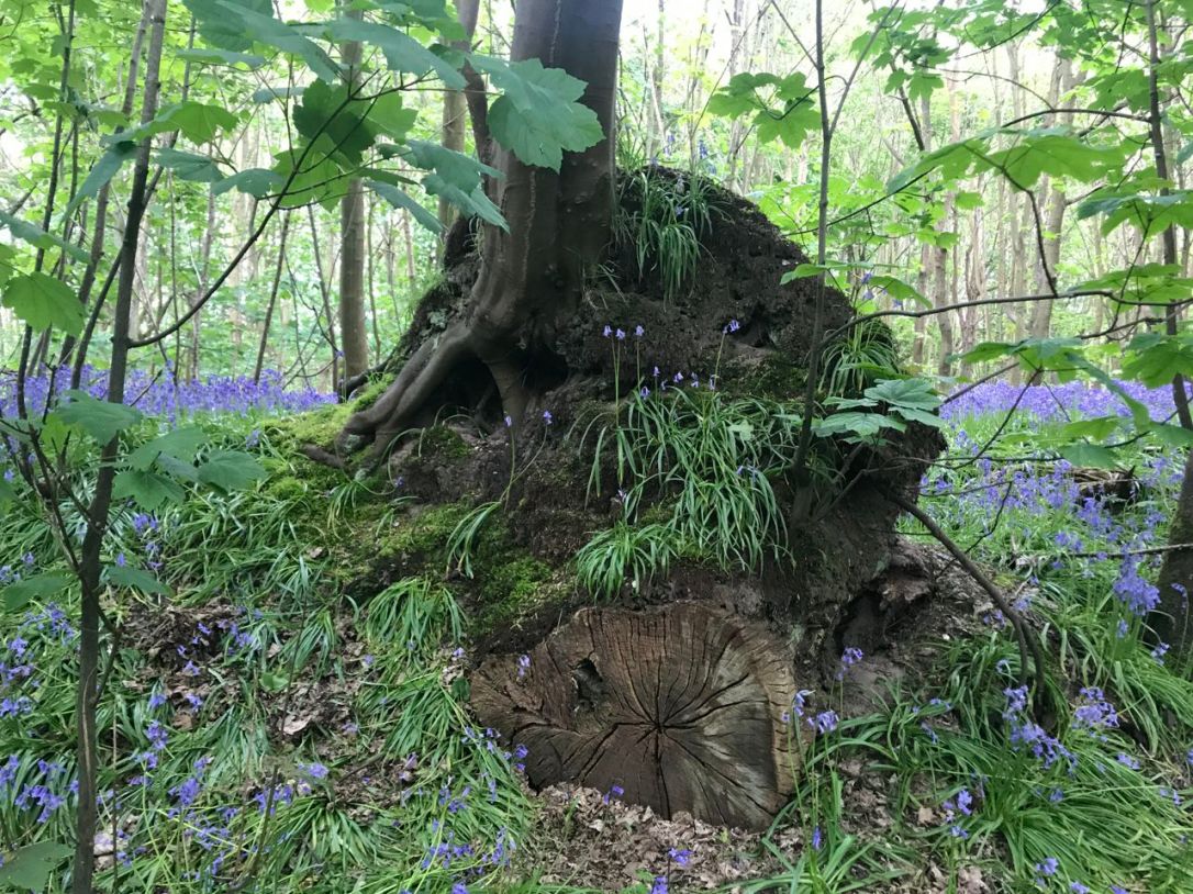 Frostenden Wood-5