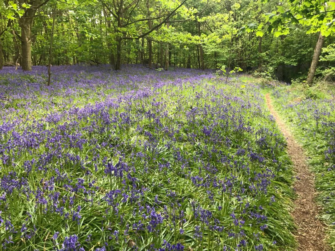 Frostenden Wood-8